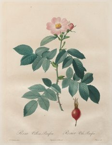 Les Roses: Rosa villosa, pomifera de Unknown artist