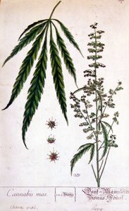 Planta de cannabis masculina. Gravura do século XIX. de Unknown artist