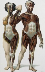 Homem e mulher esfolados: músculos - livro de medicina, final do século XIX de Unknown artist