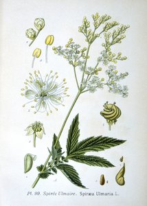 Meadowsweet de Unknown artist