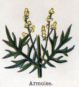 Plantas medicinais e botânicas alimentares: escova de sálvia. Gravura em "La medicinal naturelle", de Friedrich Eduard Bilz (1842-1922) de Unknown artist