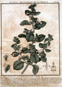 Planta medicinal da França: o fetid belotte. de Unknown artist