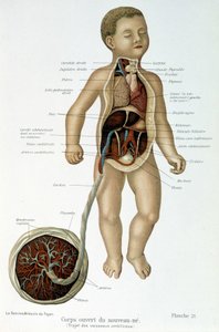 Medicina: recém-nascido (esfolado no busto). de Unknown artist