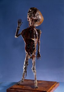 Medicina: descasque a estatueta. Colecção privada do século XVIII de Unknown artist