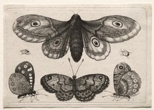 Escaravelhos e vermes de várias figuras e formas: uma mariposa, três borboletas e dois besouros de Unknown artist