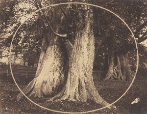 Carvalhos em um cemitério de Unknown artist