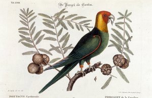 Ornitologia: Papagaio da Carolina. (Psittacus caroliniensis) de Unknown artist