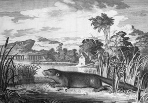 Lontra - gravura de Unknown artist