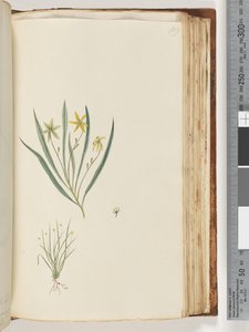 Página 109. Sem inscrição. Planta não identificada de Unknown artist