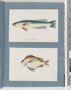 Página 11. Peixes não identificados. 12. Peixes não identificados de Unknown artist