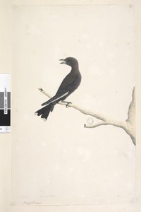 Página 12. Ocypterus. título acima em letra diferente abril, tamanho natural Dusky Wood, Swallow Artamus cyanopterus, 1791-92 de Unknown artist