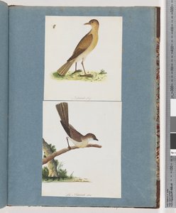 Página 131. Pássaro não identificado. 132. Pássaro Não Identificado de Unknown artist