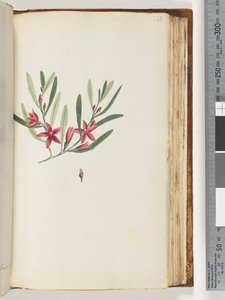 Página 138. Planta e inseto sem nome de Unknown artist