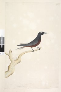 Página 13. Ocypterus. título acima na mão diferente de dezembro. Tamanho natural Branco, Andorinha de madeira sobrancelha Artamus superciliosus, macho, 1791-92 de Unknown artist