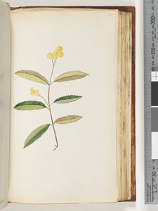 Página 140. Flor não identificada, outubro de 1794 de Unknown artist