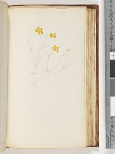 Página 142. Sem inscrição, desenho inacabado, planta não identificada de Unknown artist
