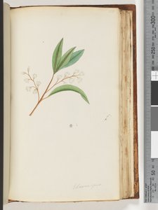 Página 150. Elaeocarpus de Unknown artist