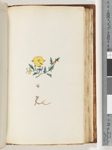 Página 153. Planta não identificada de Unknown artist