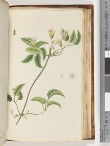 Página 157. Planta não identificada de Unknown artist