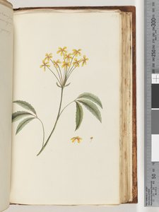 Página 158. Planta não identificada de Unknown artist