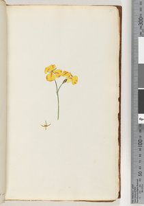 Página 15. Planta não identificada de Unknown artist