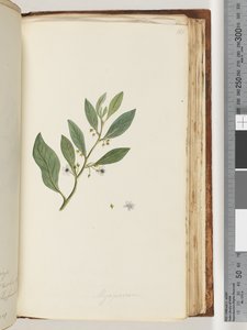 Página 161. Myoporum de Unknown artist