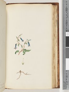 Página 165. Planta não identificada de Unknown artist
