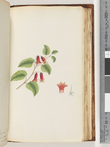Página 169. Planta com flor sem nome de Unknown artist