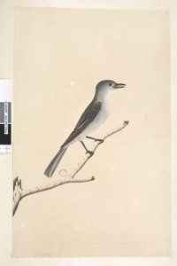 Página 16. Ceblephyris ao longo da borda inferior em mão diferente Do mesmo tamanho do pássaro de onde o desenho foi tirado. April Grey Shrike Thrush Gaita Colluricincla, 1791-92 de Unknown artist