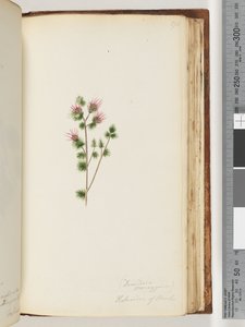 Página 170. Decandria monogynia. Kalmoides of Banks de Unknown
