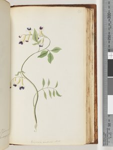 Página 171. Bignonia australis HK de Unknown artist