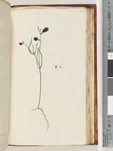 Página 174. Planta não identificada de Unknown artist