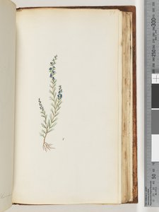 Página 176. Planta não identificada de Unknown artist