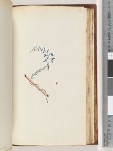 Página 177. Planta não identificada de Unknown artist