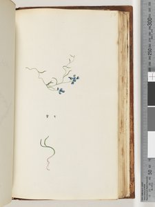 Página 178. Planta não identificada de Unknown artist