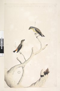 Página 17. Pardalotus. ao longo da borda superior na mão diferente de agosto. Ambos desenhados em tamanho natural. adicionado em terceira mão e supostamente de um tipo diferente Pardalote Malhado e Pardalote Estriado Oriental Pardalotus punctatus e Pardalo de Unknown artist