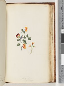Página 180. Platylobium formosum - Handsome Flat-pea de Unknown artist