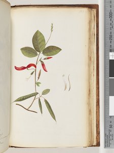 Página 183. Plantas não identificadas de Unknown artist