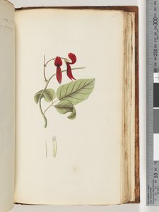 Página 185. Planta não identificada de Unknown artist