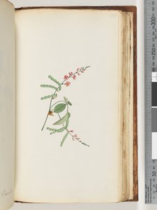 Página 186. Planta com flores, uma trepadeira de Unknown artist