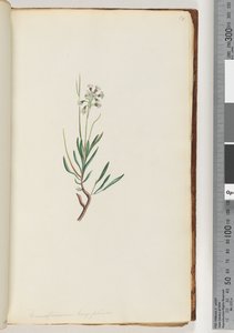 Página 18. Conospermum longifolium Conesos de folha longa de Unknown artist