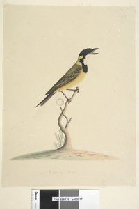 Página 18. Golden Whistler Pachycephala pectoralis de tamanho natural, macho, 1791-92 de Unknown artist