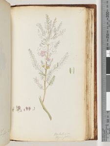 Página 190. Melaleuca timifolia - Tomilho Mel de murta de Unknown artist