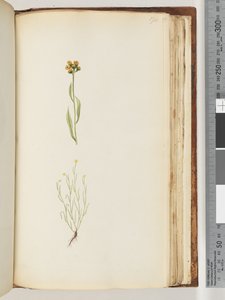 Página 194. Planta não identificada de Unknown artist