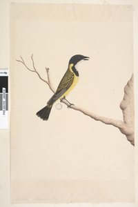 Página 19. Abril. Golden Whistler Pachycephala pectoralis, tamanho natural, masculino, 1791-92 de Unknown artist