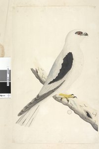 Página 1. Falco, avistado em Augustat inferior esquerdo em tamanho natural de mão diferente de agosto. Milhafre-preto Elanus axillaris Elanus notatus, 1791-92 de Unknown artist