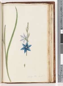 Página 204. Thelymitra ixiodes - Spotted Sun Orchid de Unknown artist
