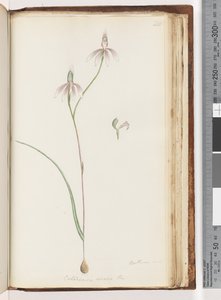 Página 208. Arethusa certe Caladenia carnea Br - Orquídea Pink Fingers de Unknown artist