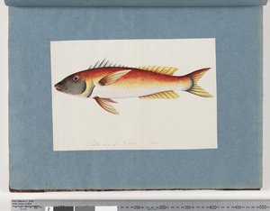Página 20. Peixes não identificados de Unknown artist