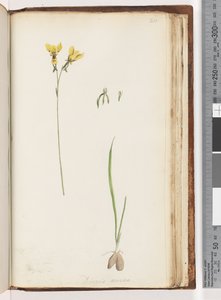 Página 211. Forma de Diuris aurea - Orquídea Burro Dourado de Unknown artist
